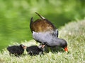 Common Moorhen and chicks