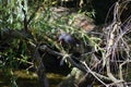 common moorhen on a dead tree Royalty Free Stock Photo