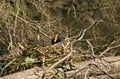 Common Moorhen or European Moorhen, gallinula chloropus, Adult nesting, Normandy