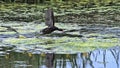 Common Moorhen or European Moorhen, gallinula chloropus, Immature in Fligh, Taking off, Pond in Normandy