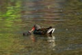 A Common Moorhen feeding its chick