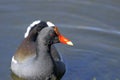 Common moorhen, gallinula chloropus