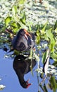 Common Moorhen (Gallinula chloropus)