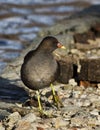Common Moorhen (Gallinula chloropus) Royalty Free Stock Photo