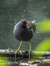 Common moorhen, Gallinula chloropus. Blackford Pond, Edinburgh