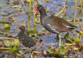 Common Moorhen (Gallinula chloropus) with a chick.