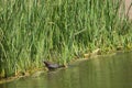 Common moorhen Gallinula chloropus feeding in the Hiran river.