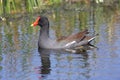 Common Moorhen (Gallinula chloropus)