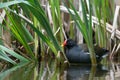 Common moorhen (Gallinula chloropus) in its natural environment. A water-loving bird inhabiting reed areas