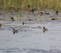 Common moorhen Gallinula chloropus pair swimming