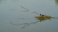 Common Moorhen Gallinula with young chick nesting on floating nest in lake reflections in water