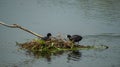 Common Moorhen Gallinula with young chick nesting on floating nest in lake