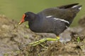 Common Moorhen, Huge Feet