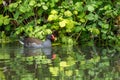 Common Moorhen