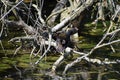 common moorhen at the nest in a dead tree Royalty Free Stock Photo