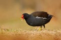 Common Moorhen, Porphyrio martinicus, walking in the grass, Brown water bird with yellow and red bill, Czech republic Royalty Free Stock Photo