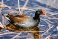 Common Moorhen