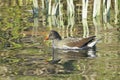 Common moorhen in a small lake, Gallinula chloropus; Rallidae Royalty Free Stock Photo