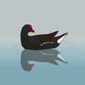 Common moorhen swimming in the water