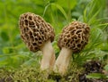 Common morel fungus (Morchella esculenta)