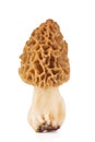 Common morel (Morchella esculenta) isolated on white Royalty Free Stock Photo