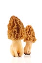 Common morel (Morchella esculenta) isolated on white Royalty Free Stock Photo