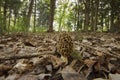 Common Morel Musroom Royalty Free Stock Photo