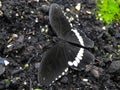 Common mormon black butterfly with white spots or stripes on black background