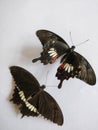 Common Mormon butterflies black male with white spots and female has red spots also swallow tail butterflies India