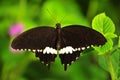 Common Mormon butterfly Royalty Free Stock Photo