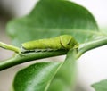 Common Mormon butterfly (Papilio polytes) caterpillar in 5th and final instar stage : (pix Sanjiv Shukla) Royalty Free Stock Photo