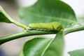 Common Mormon butterfly (Papilio polytes) caterpillar in 5th and final instar stage : (pix Sanjiv Shukla) Royalty Free Stock Photo