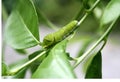 Common Mormon butterfly (Papilio polytes) caterpillar in 5th and final instar stage : (pix Sanjiv Shukla) Royalty Free Stock Photo