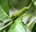 Common Mormon butterfly (Papilio polytes) caterpillar in 5th and final instar stage : (pix Sanjiv Shukla) Royalty Free Stock Photo