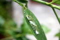 Common Mormon butterfly (Papilio polytes) caterpillar in 4th instar stage : (pix Sanjiv Shukla) Royalty Free Stock Photo