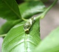 Common Mormon butterfly (Papilio polytes) caterpillar in 4th instar stage : (pix Sanjiv Shukla) Royalty Free Stock Photo