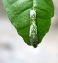 Common Mormon butterfly (Papilio polytes) caterpillar in 4th instar stage : (pix Sanjiv Shukla) Royalty Free Stock Photo