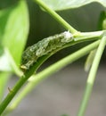 Common Mormon butterfly (Papilio polytes) caterpillar in 4th instar stage : (pix Sanjiv Shukla) Royalty Free Stock Photo