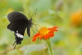 Butterfly Common Mormon - Papilio polytes Royalty Free Stock Photo