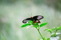 A Common Mormon butterfly Papilio polytes resting on a flower, a close up side view in a blurred green background Royalty Free Stock Photo