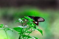 A Common Mormon butterfly Papilio polytes resting on a flower, a close up side view in a blurred green background Royalty Free Stock Photo