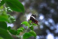 A Common Mormon butterfly Papilio polytes resting on a flower, a close up side view in a blurred green background Royalty Free Stock Photo