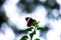 A Common Mormon butterfly Papilio polytes resting on a flower, a close up side view in a blurred green background Royalty Free Stock Photo