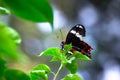 A Common Mormon butterfly Papilio polytes resting on a flower, a close up side view in a blurred green background Royalty Free Stock Photo