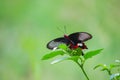 A Common Mormon butterfly Papilio polytes resting on a flower, a close up side view in a blurred green background,  Telangana, I Royalty Free Stock Photo