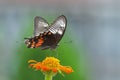 Butterfly Common Mormon - Papilio polytes Royalty Free Stock Photo