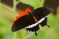 Common Mormon butterfly Papilio polytes Royalty Free Stock Photo