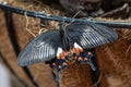 Common Mormon Butterfly Paplio polytes a black swallowtail butterfly close up Royalty Free Stock Photo