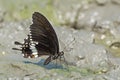 Common Mormon butterfly Papilio polytes