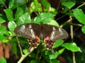 Common Mormon Femal Butterfly Stichus form
